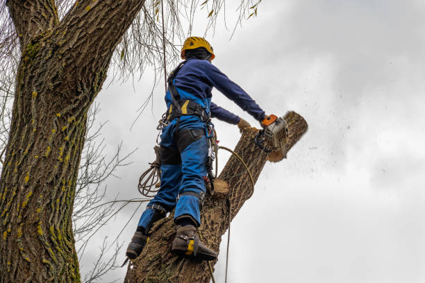 Farley, IA  Tree Services Company