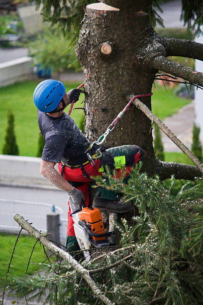 Lawn Watering Services in Farley, IA